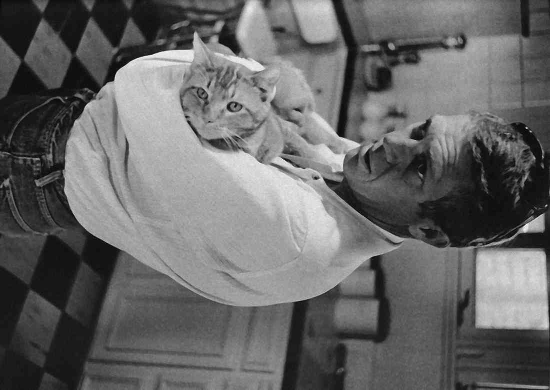 Steve McQueen pet cat in kitchen A4 Photo Print