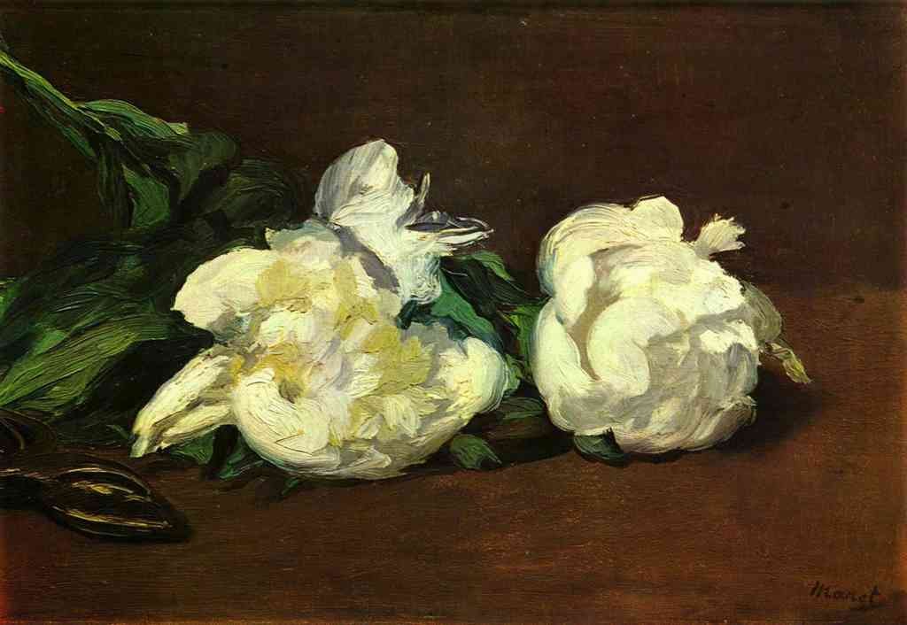 Still Life White Peony Manet A4 Photo Print