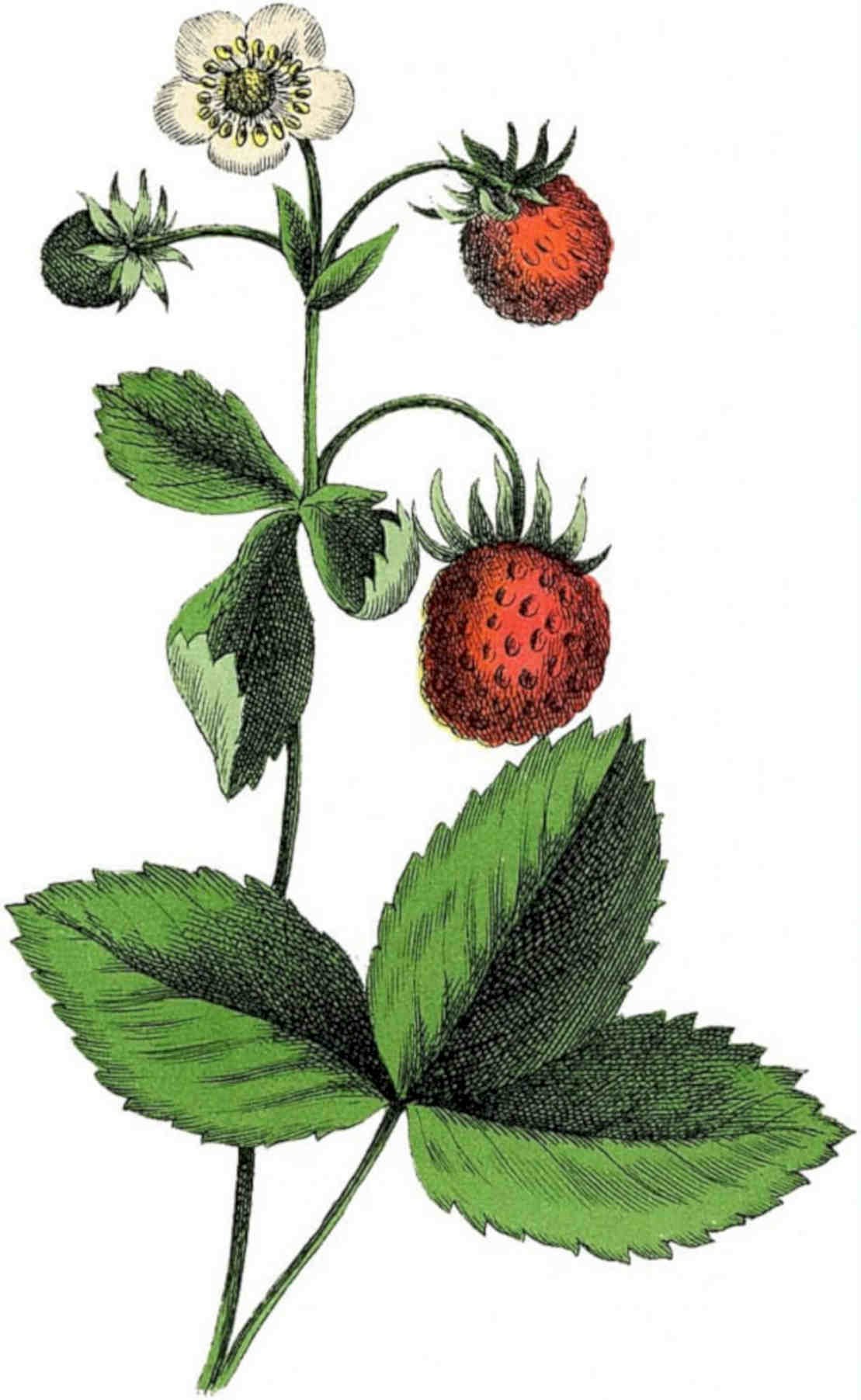 Strawberry Plant Ripe Vintage Retro Advert Poster A4 Photo Print