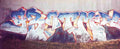 Street Art 2504 2485 GRAFFITI A4 Photo Print