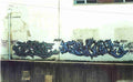Street Art 3773 3767 GRAFFITI A4 Photo Print