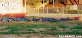 Street Art 4492 4497 GRAFFITI A4 Photo Print