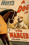 Strobridge & Co Lith Poster c1899 Hoyts A Dog in the Manger A4 Photo Print
