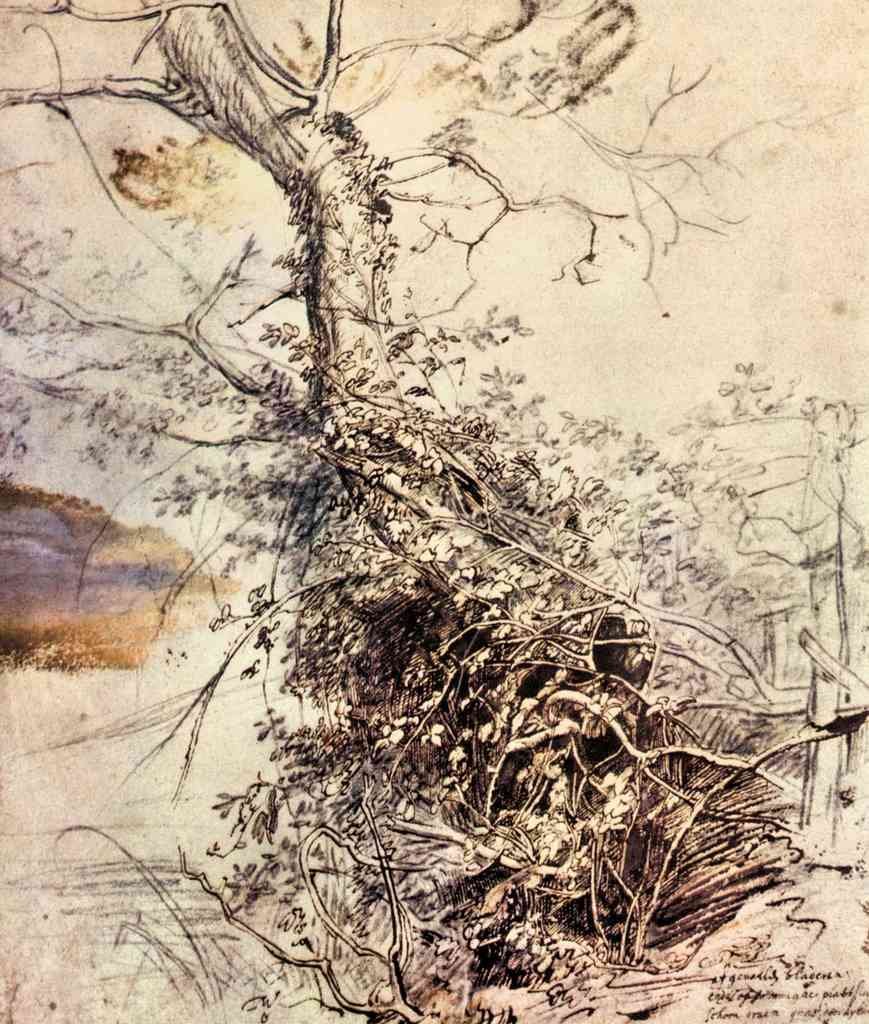 Study Of Tree Rubens A4 Photo Print