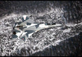 Sukhoi Su35 Super Flanker Multirole Combat Fighter Russia 14 A4 Photo Print