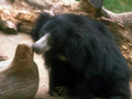 Sun Bear Log A4 Photo Print