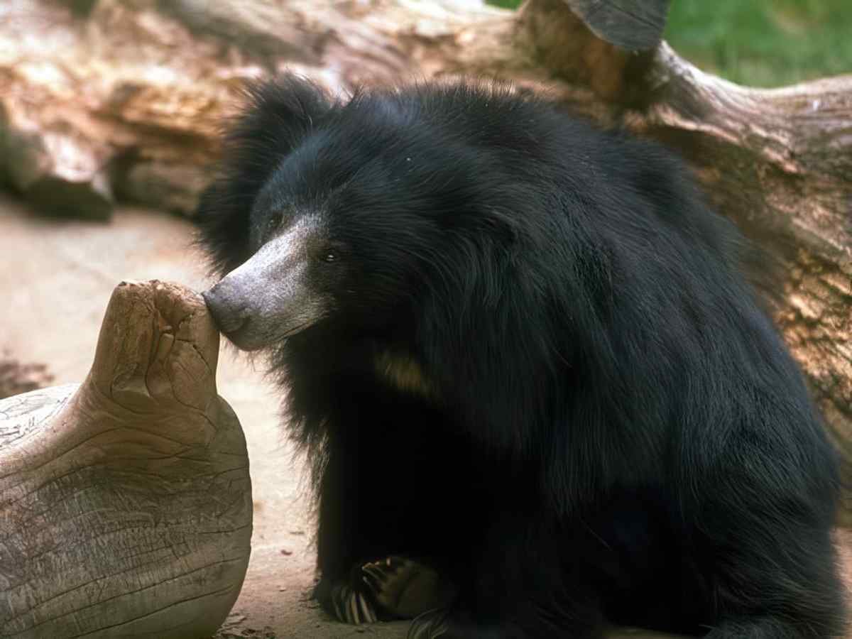 Sun Bear Log A4 Photo Print