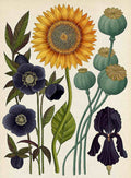 Sunflower Flowers Study Vintage Retro Advert Poster A4 Photo Print
