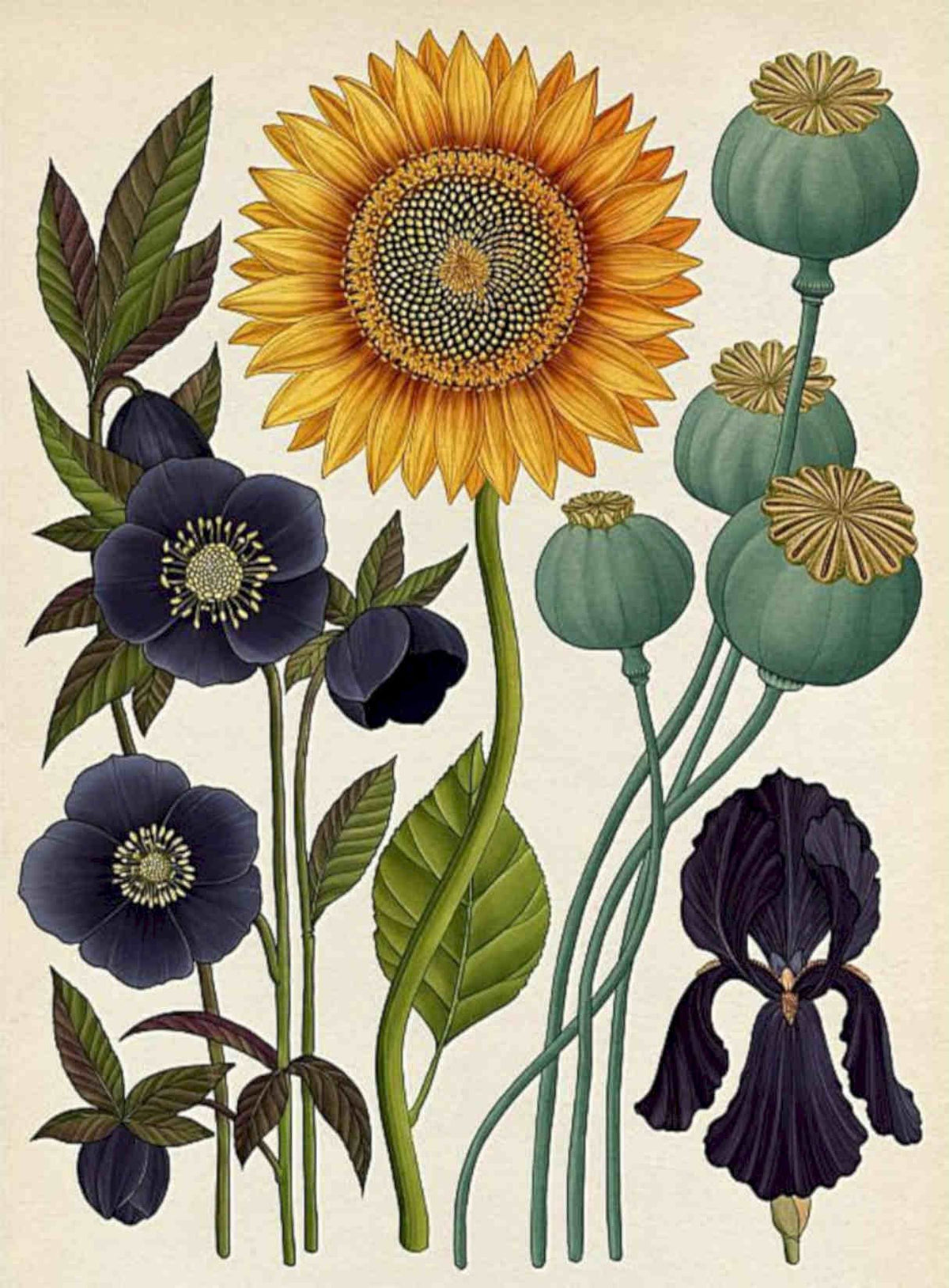 Sunflower Flowers Study Vintage Retro Advert Poster A4 Photo Print