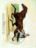 Sunol 2 Horse A4 Photo Print