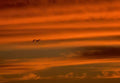 Sunrise Sunset Bird Silhouette A4 Photo Print Sunset