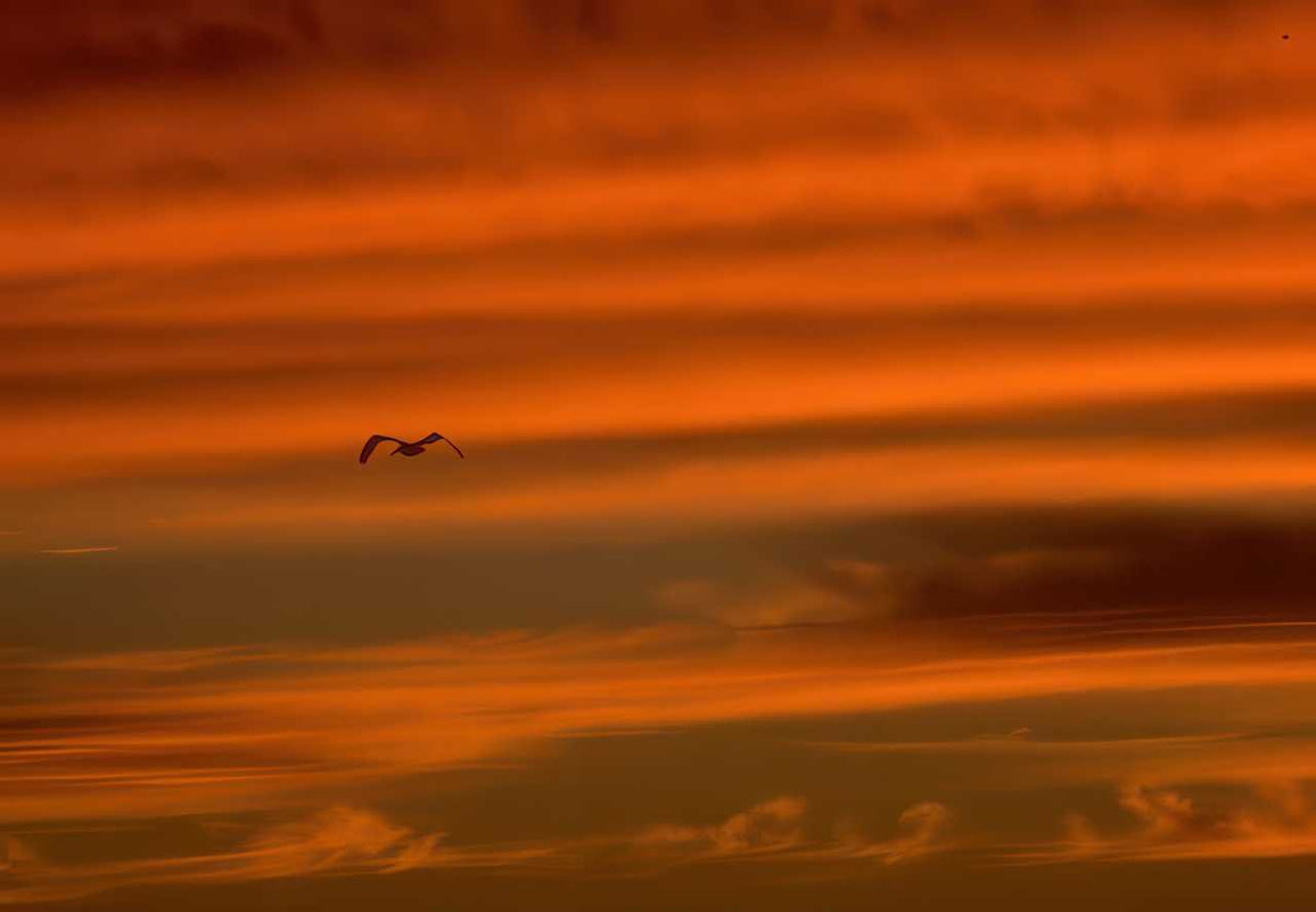 Sunrise Sunset Bird Silhouette A4 Photo Print Sunset