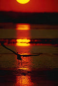 Sunrise Sunset Bird Water A4 Photo Print Sunset