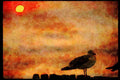 Sunrise Sunset Sky 001004 Sun Behind Gull On Pilings A4 Limited Edition Watercolour Print