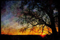 Sunrise Sunset Sky 001058 Small Yellow Sunset Through Small Branches A4 Limited Edition Watercolour Print