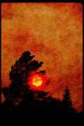 Sunrise Sunset Sky 001088 Pine Tree Hiding Yellow And Orange Sunset A4 Limited Edition Watercolour Print