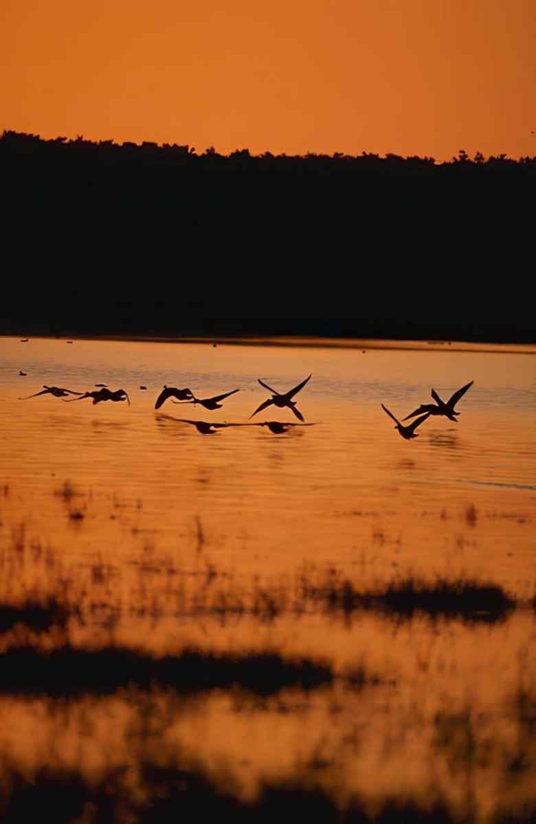 Sunset Cranes Reflection A4 Photo Print