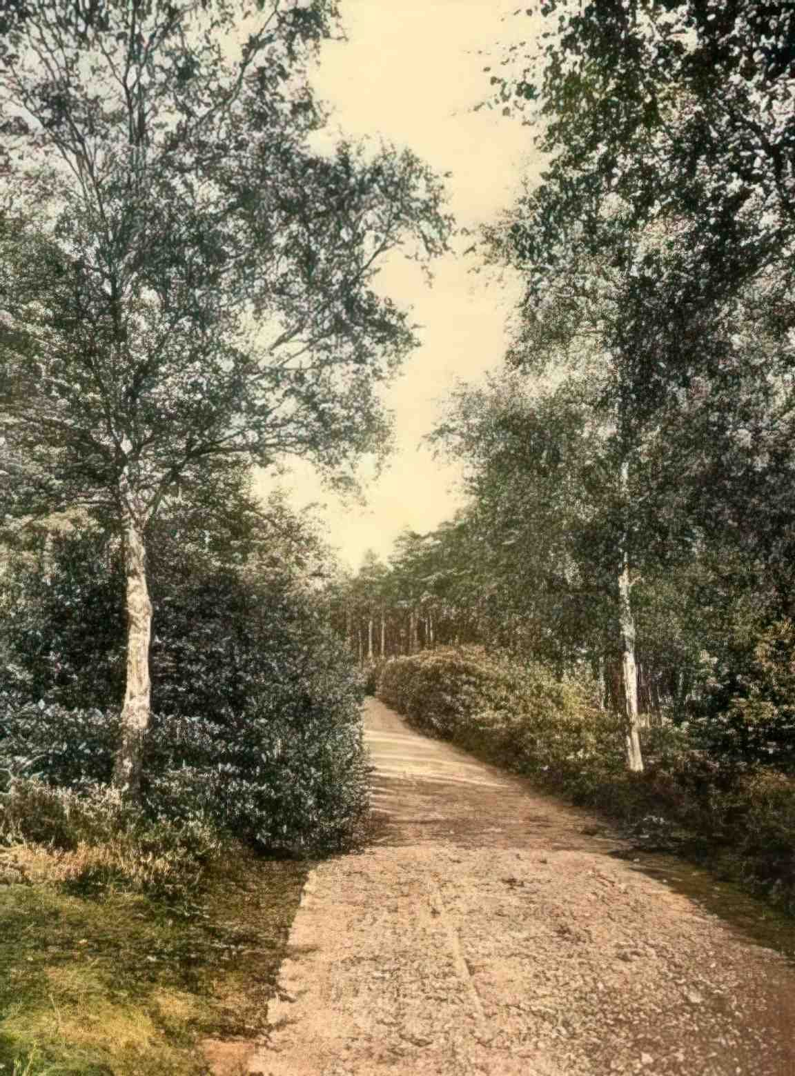 Surrey Camberley Brackendale Estate II Vintage A4 Photo Print