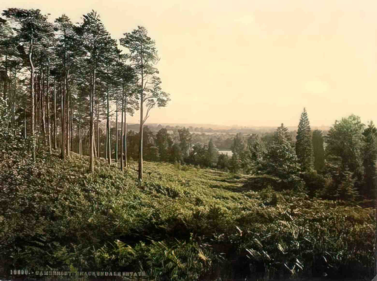 Surrey Camberley Brackendale Estate Vintage A4 Photo Print