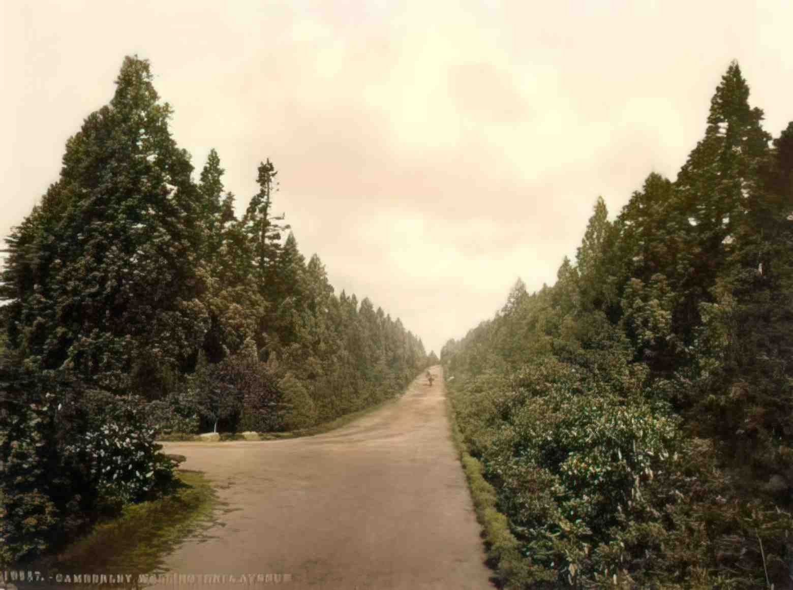 Surrey Camberley Wellingtonia Avenue Vintage A4 Photo Print