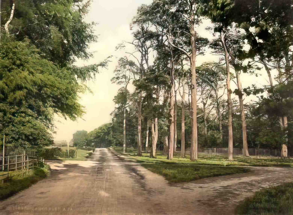Surrey Camberley a favourite drive Vintage A4 Photo Print