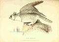 Swainson W 1Fauna Boreali Americana 1829 Arctic Owl A4 Photo Print
