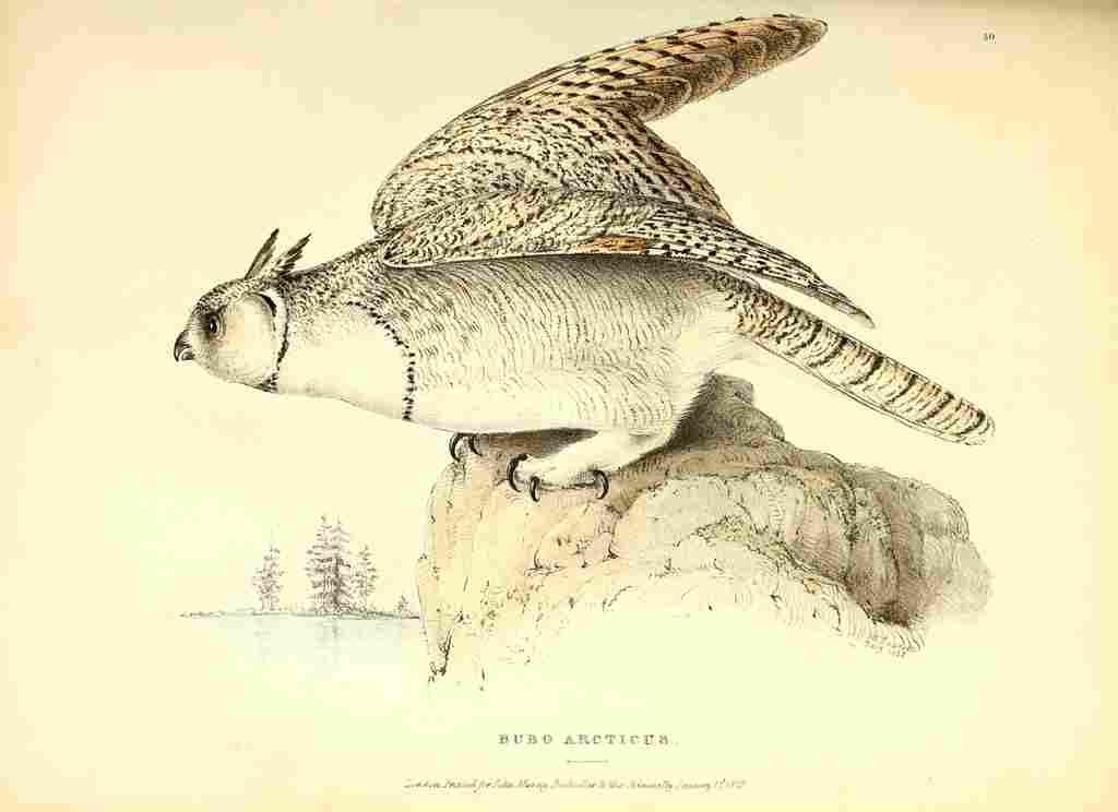 Swainson W 1Fauna Boreali Americana 1829 Arctic Owl A4 Photo Print