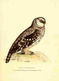 Swainson W 1Fauna Boreali Americana 1829 Tengmalms Owl A4 Photo Print
