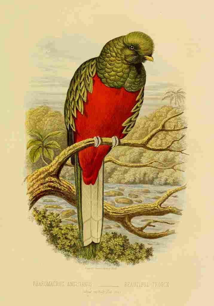 Swainson WJ 1Cassells Book of Birds 1875 Beautiful Trogon A4 Photo Print