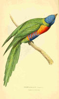 Swainson WJ 1Zoological Illustrations 1833 Trichoglossus A4 Photo Print