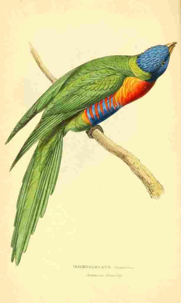 Swainson WJ 1Zoological Illustrations 1833 Trichoglossus A4 Photo Print