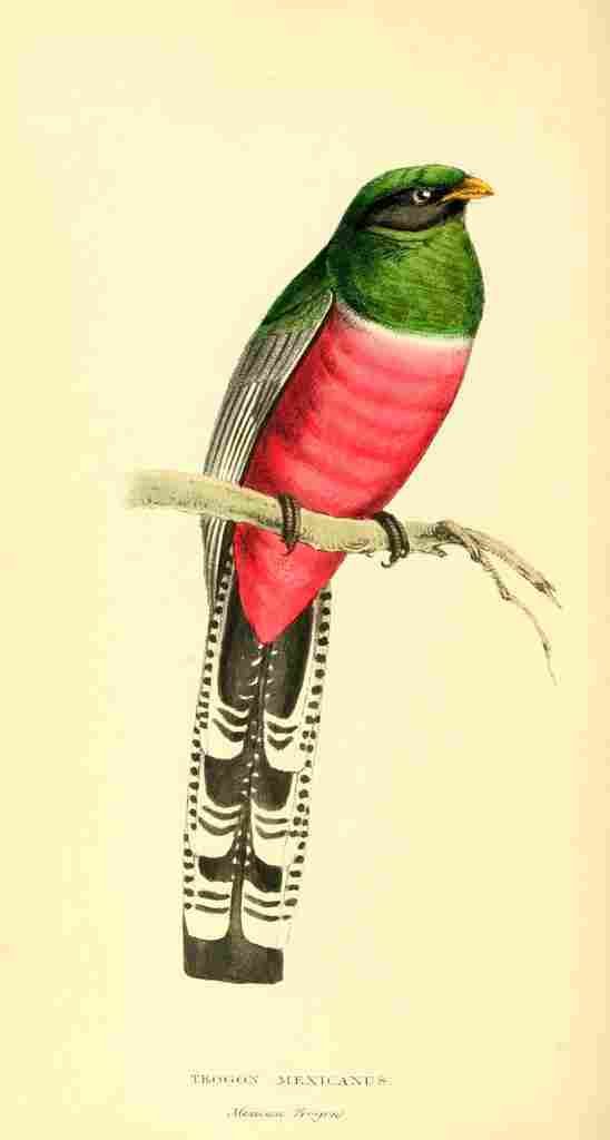 Swainson WJ 1Zoological Illustrations 1833 Trogon Mexicanus A4 Photo Print