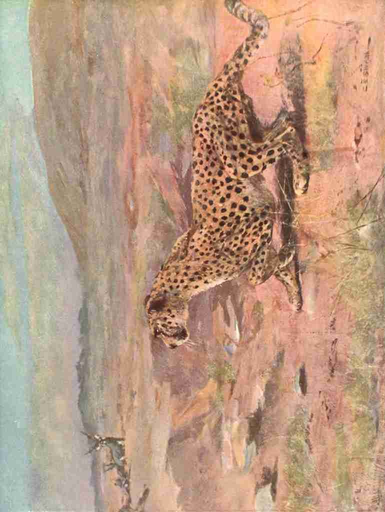Swan Cuthbert E 1870 1931 Wild beasts of the World 1909 Cheetah A4 Photo Print