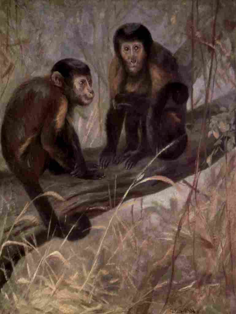 Swan Cuthbert Wild beasts World 1909 Brown Capuchins A4 Photo Print