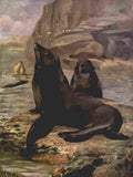 Swan Cuthbert Wild beasts World 1909 California Sea lions A4 Photo Print