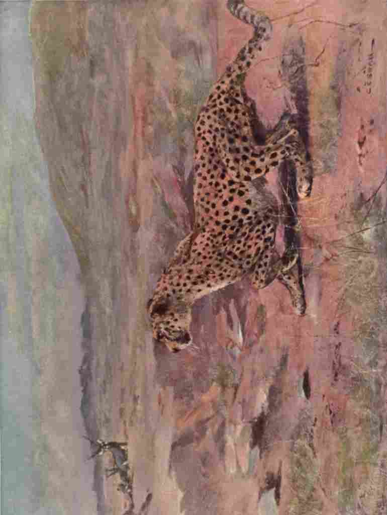 Swan Cuthbert Wild beasts World 1909 Cheetah A4 Photo Print