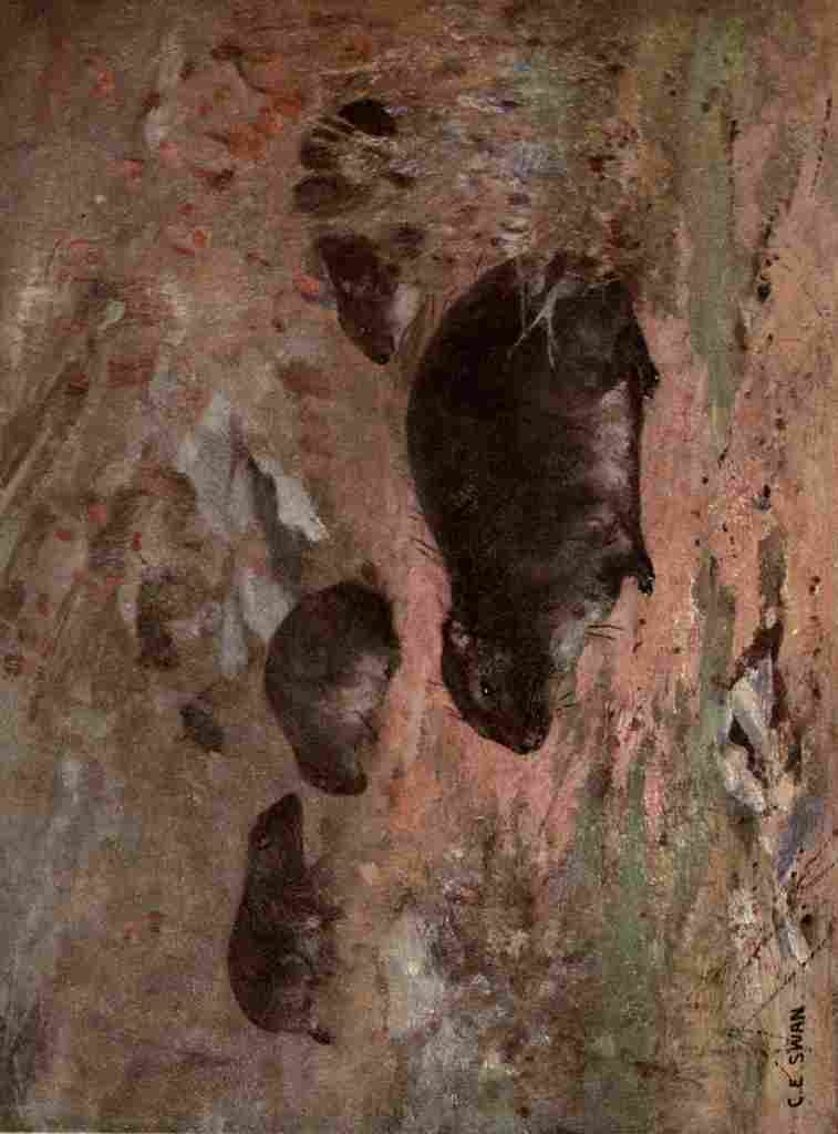 Swan Cuthbert Wild beasts World 1909 Dassies A4 Photo Print