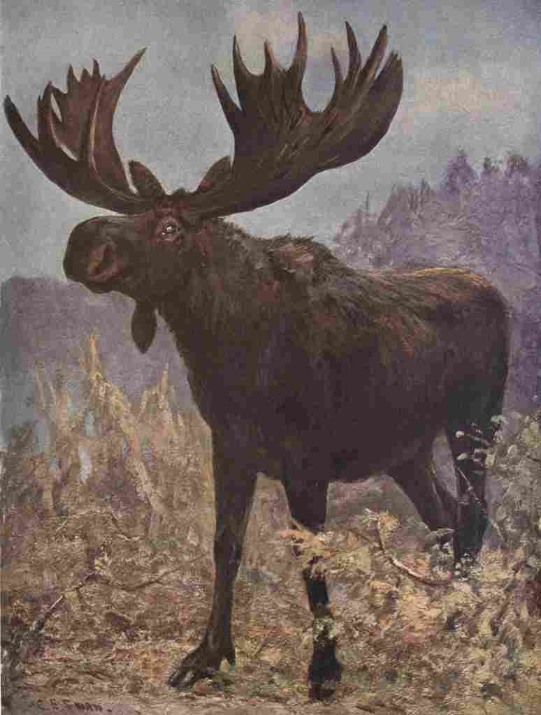 Swan Cuthbert Wild beasts World 1909 Elk A4 Photo Print