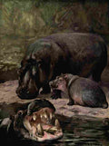 Swan Cuthbert Wild beasts World 1909 Hippopotami A4 Photo Print