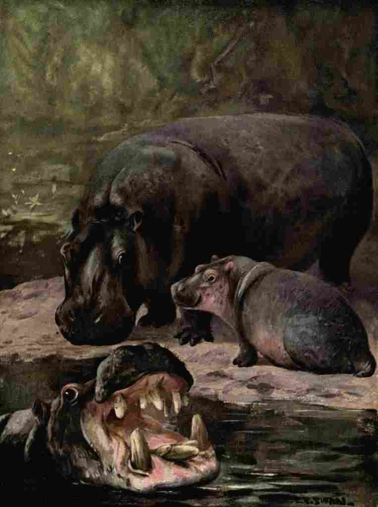 Swan Cuthbert Wild beasts World 1909 Hippopotami A4 Photo Print