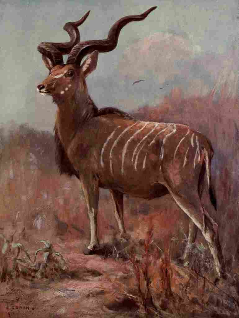 Swan Cuthbert Wild beasts World 1909 Koodoo A4 Photo Print