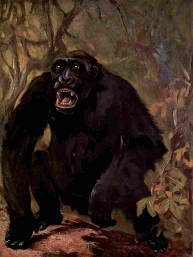 Swan Cuthbert Wild beasts World 1909 Male gorilla A4 Photo Print