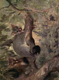 Swan Cuthbert Wild beasts World 1909 Opossum A4 Photo Print