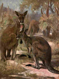 Swan Cuthbert Wild beasts World 1909 Red kangaroos A4 Photo Print