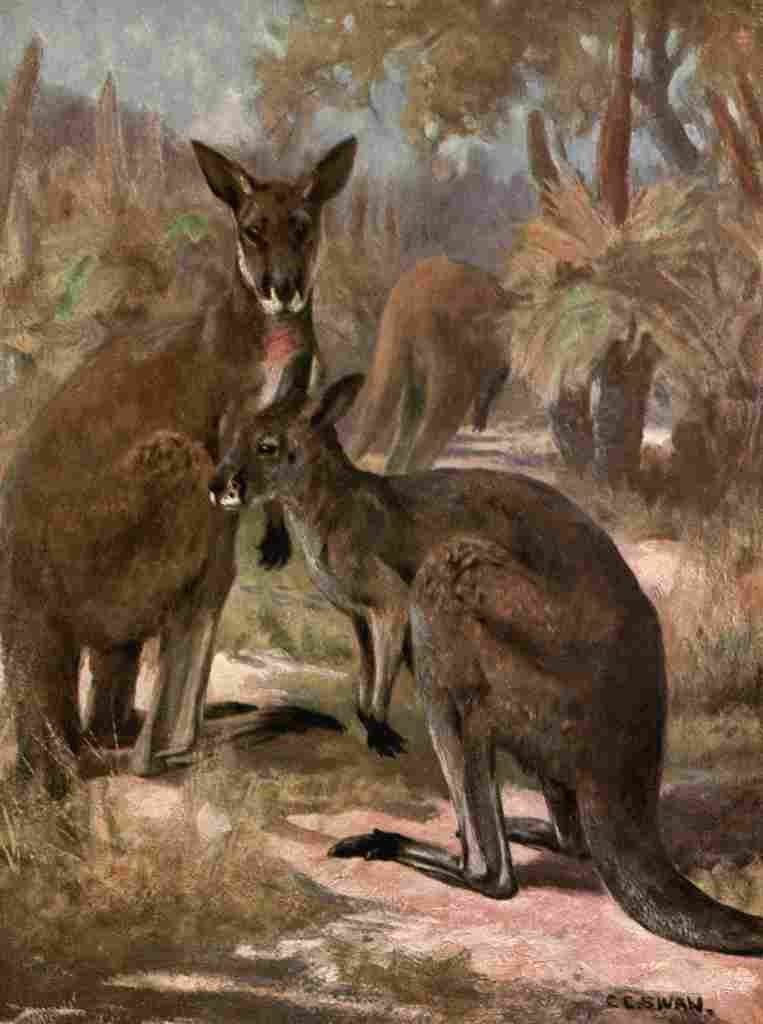 Swan Cuthbert Wild beasts World 1909 Red kangaroos A4 Photo Print
