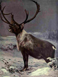 Swan Cuthbert Wild beasts World 1909 Reindeer A4 Photo Print