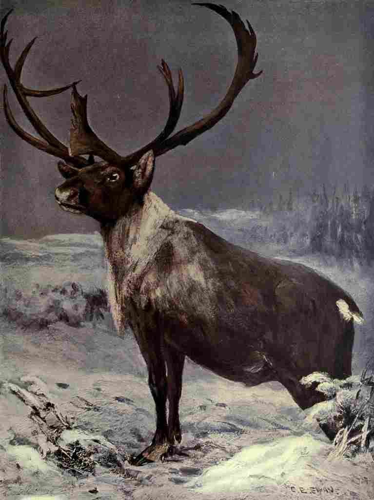 Swan Cuthbert Wild beasts World 1909 Reindeer A4 Photo Print