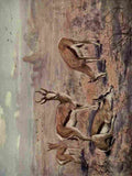 Swan Cuthbert Wild beasts World 1909 Springboks A4 Photo Print