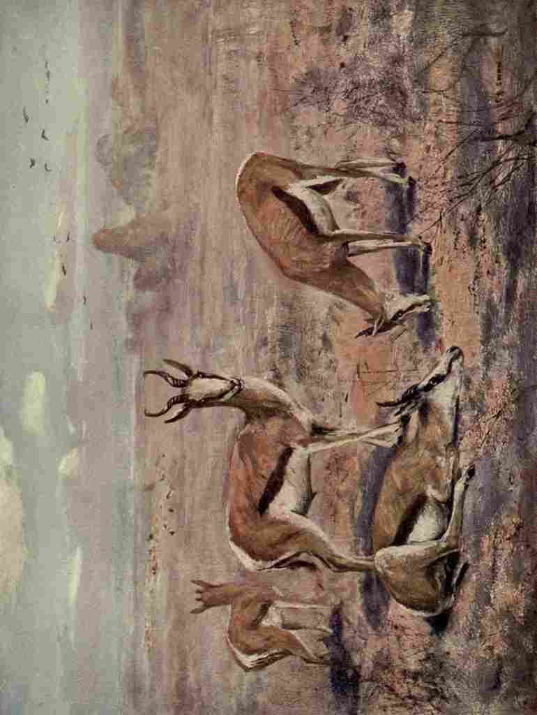 Swan Cuthbert Wild beasts World 1909 Springboks A4 Photo Print