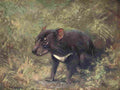 Swan Cuthbert Wild beasts World 1909 Tasmanian Devil A4 Photo Print